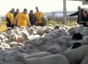 La Policía de Jerez reclama salarios 'patrullando' con un rebaño de ovejas