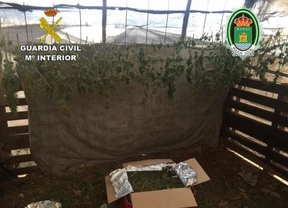 Desmantelado un cultivo con 300 plantas de marihuana y detenidas ocho personas en El Ejido
