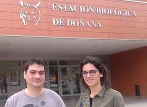 La Estación Biológica de Doñana señala la importancia del arrozal y la pisicultura para conservación de la aguja colinegra