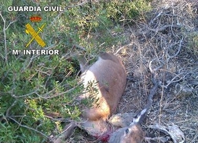 La Guardia Civil sorprende 'in fraganti' en Villaviciosa a seis personas cazando en época de veda