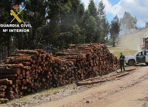 Intervenidas en Aroche 15 toneladas de madera de pino sin autorización
