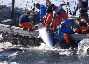 Los almadraberos gaditanos pedían un 80% más de cuota de pesca de atún rojo