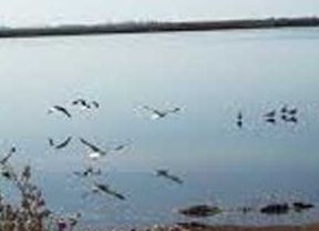 Marismas Odiel registra paso de casi mil aves limícolas de 28 especies