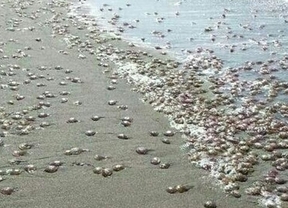 Miles de medusas en las playas de Carboneras