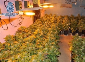 Halladas 223 plantas de marihuana en una vivienda en Almería