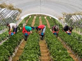 La caída de precios, 30 céntimos por kilo, lleva a los freseros a tirar fruta y a desmantelar fincas