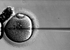 El bipartito modifica la ley que regula la investigación con preembriones humanos