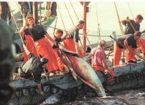 Pescadores ven en el aumento de ejemplares de atún rojo un posible factor de la "no recuperación" de la sardina