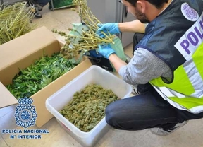 Detenido en Almería con 301 plantas de marihuana después de que varias personas entraran a robar a su casa