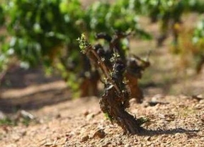 Los derechos de plantación de viñedo para la campaña 2013-2014 podrán solicitarse del 1 de enero al 1 de marzo
