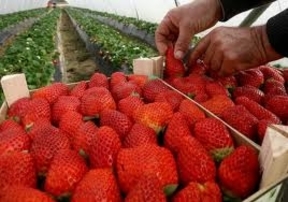 Un estudio identifica un gen responsable del aroma de la fresa que permite mejorar su competitividad