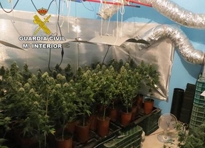Desmantelado un cultivo con 62 plantas de marihuana en El Ejido y detenidas cuatro personas