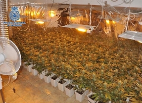 Desmantelan un invernadero de marihuana en una cochera de Vélez-Málaga y se incautan de 119 plantas