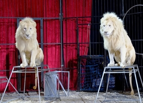 Málaga prohibirá circos con animales y atracciones de ponis en la feria