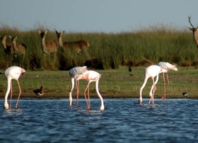 WWF pide a la Junta 'futuro' para Doñana con motivo del Día Mundial de los Humedales