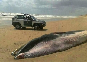 Hallan muerta una ballena varada en una playa de Matalascañas