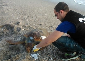 Aparecen muertas tortugas bobas en playas de Almería