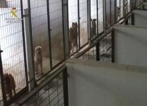 Desmantelado en Huelva un criadero que vendía perros de raza con documentos falsos
