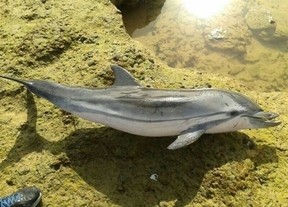 Aparece muerta una cría de delfín listado en una playa de Cádiz
