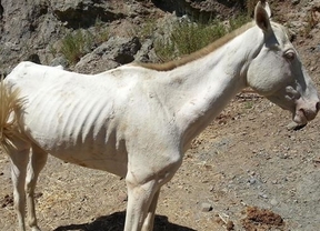 Aparecen ocho caballos muertos en una finca en Málaga
