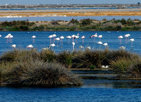 Hallan contaminantes en los huevos de 14 especies de aves que habitan en Doñana