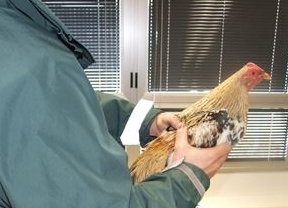 Cae en Dos Hermanas una red de venta y distribución ilegal de gallos de pelea
