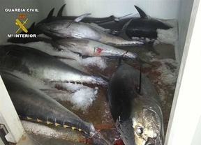 Intervenidos en Tarifa 183 kilos de atún rojo capturado ilegalmente 