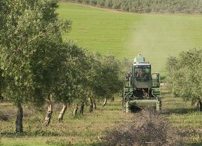 Agricultura prevé una caída del 56% en la producción de aceite de oliva