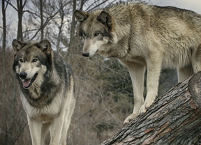 Piden estudiar la posibilidad de reforzar la población de lobos de Sierra Morena con ejemplares del norte peninsular