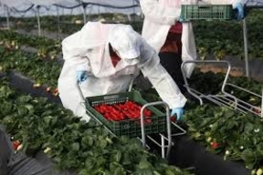 Comienza la recolección de variedades tempranas de fresa y llegan a mercados nacionales y europeos