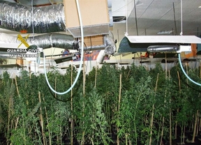 Tres detenidos de una red dedicada al cultivo y tráfico de marihuana a gran escala  