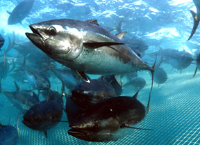 La almadraba de Zahara captura 115 atunes rojos en la primera levantá de la temporada