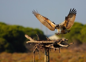 El águila pescadora vuelve a criar en Cádiz y Huelva 