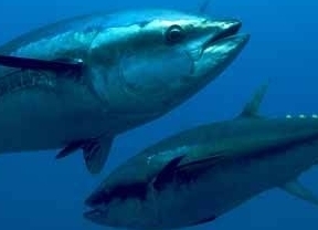 Andalucía apoyará la petición del Gobierno de aumentar capturas de atún rojo