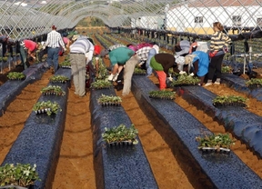 La plantación de fresa generará unos 5.000 empleos y no habrá contratos en origen