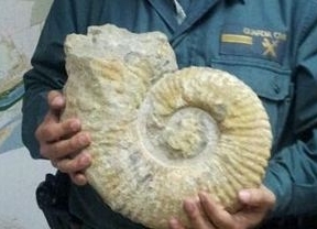 Vendían por 90 euros un molusco extinto con más de 60 millones de años