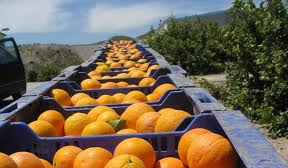 Almería exporta 3,8 millones de kilos de cítricos entre enero y octubre 2013