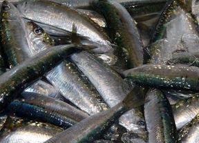 Agricultura planteará a la UE medidas compensatorias por el cierre de la sardina