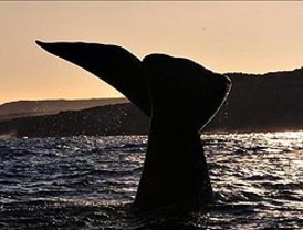 La vigilia por la llegada de las ballenas a Argentina se verá nuevamente por Internet