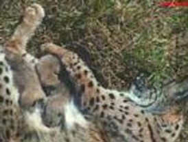 Nacen otros tres linces en cautividad en Doñana