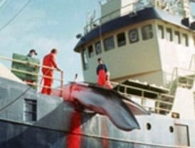 Noruega anuncia reducción de caza de ballenas Minke