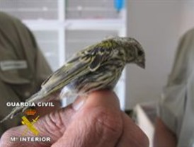 Decomisados 31 ejemplares de aves fringílidas expuestas para su venta en Huelva