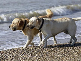 Las mascotas también se suman a la fiebre de las redes sociales