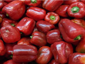 EE.UU., “encuentran” origen del brote de salmonela