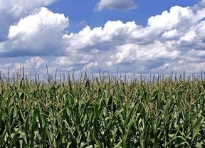 Autorizan la exportación de 16 millones de toneladas de maíz