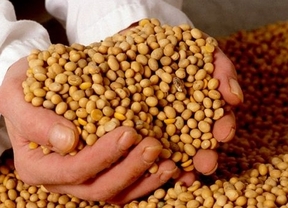 Fuerte aumento de exportaciones argentinas de soja a la China 