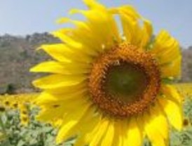 Las exportaciones de girasol caerían un 45% por la sequía