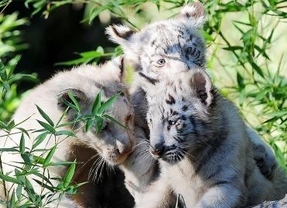El Zoo porteño presentó trillizos de tigres de bengala blanco
