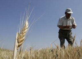 "El mercado del trigo dio un vuelco notable y alcanzó una dinámica enorme"