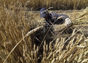 Brasil elimina los aranceles al trigo por la caída en la producción en Argentina